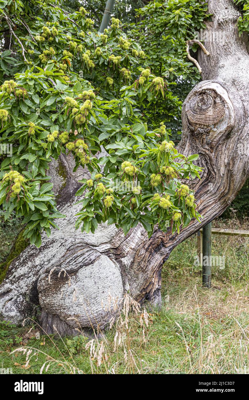 Ein knarriger, 450 Jahre alter spanischer Kastanienbaum (Castanea sativa) in der Abtei Balmerino, einem Zisterzienserkloster aus dem 13.. Jahrhundert in Balmerino, Fife, Schottland, Großbritannien Stockfoto