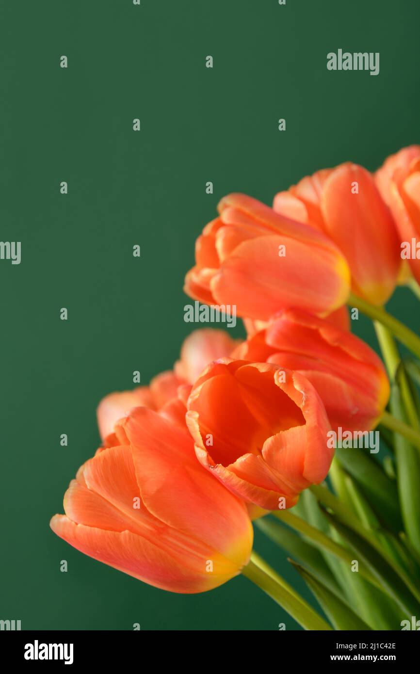 Frische orangefarbene Tulpen auf grünem Hintergrund mit Platz für Text. Federmuster. Vertikale Grußkarte für den Muttertag. Stockfoto