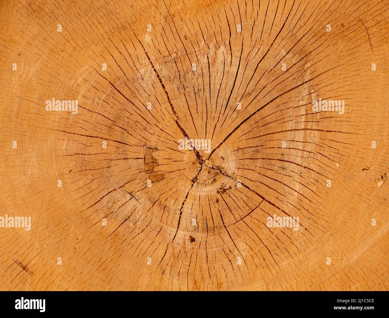 Querschnitt der Baumringe eines Baumes Stockfoto