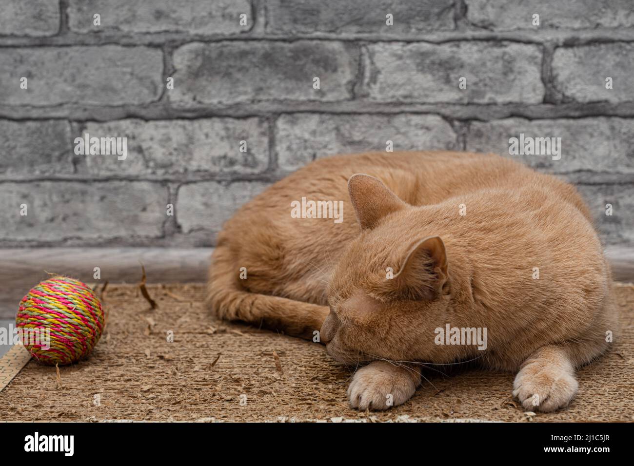 Eine gelangweilte und schlafende Katze liegt in der Nähe eines Spielzeugs. Hochwertige Fotos Stockfoto
