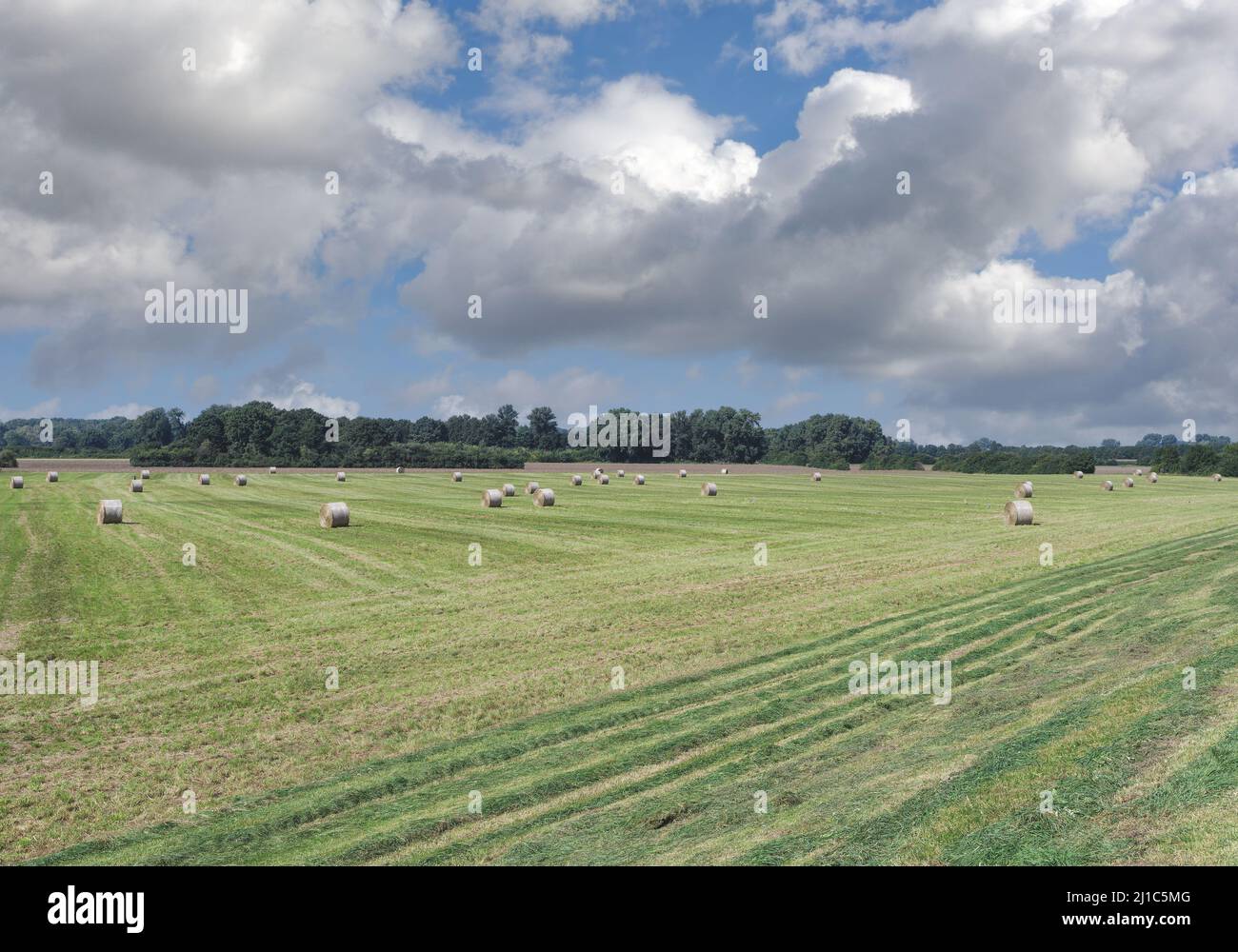 Heuernte im Naturschutzgebiet Monheimer Rheinboden,Monheim am Rhein,Rheinland,Deutschland Stockfoto