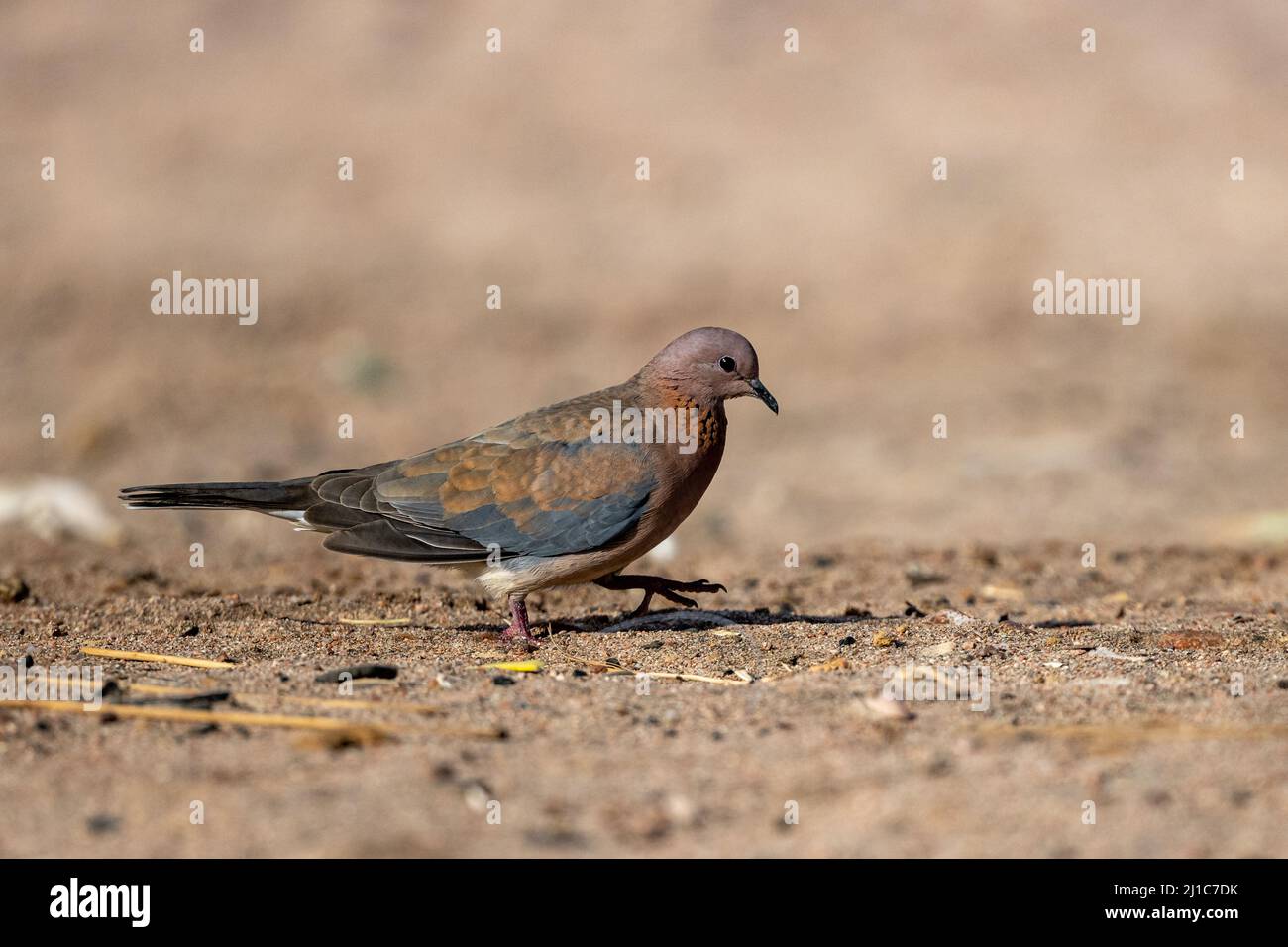 Lachtaube (Streptopelia senegalensis), Aqaba, Jordanien. Stockfoto