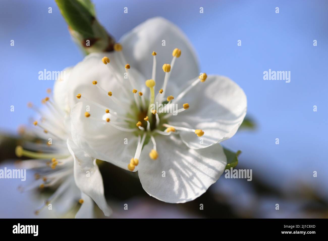 Eine wunderschöne Whlie-Blume mit Staubgefäßen des Pflaumenbaums in der Nähe im Frühling Stockfoto