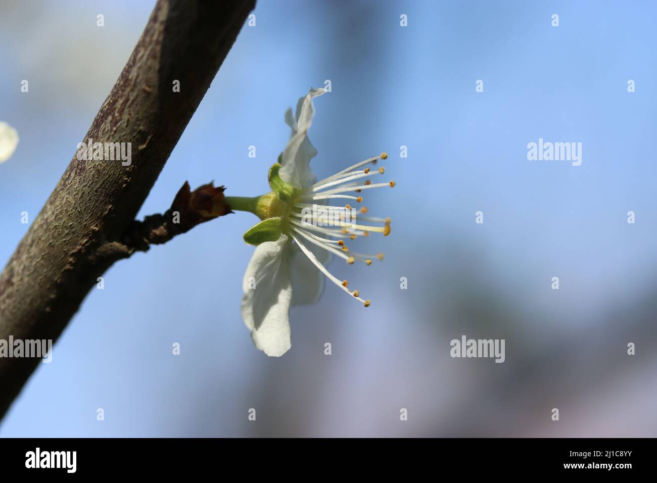 Seitenansicht einer schönen weißen Blütenblume mit gelben Staubgefäßen des Pflaumenbaums in der Nähe mit einem blauen Himmel im Frühling Stockfoto