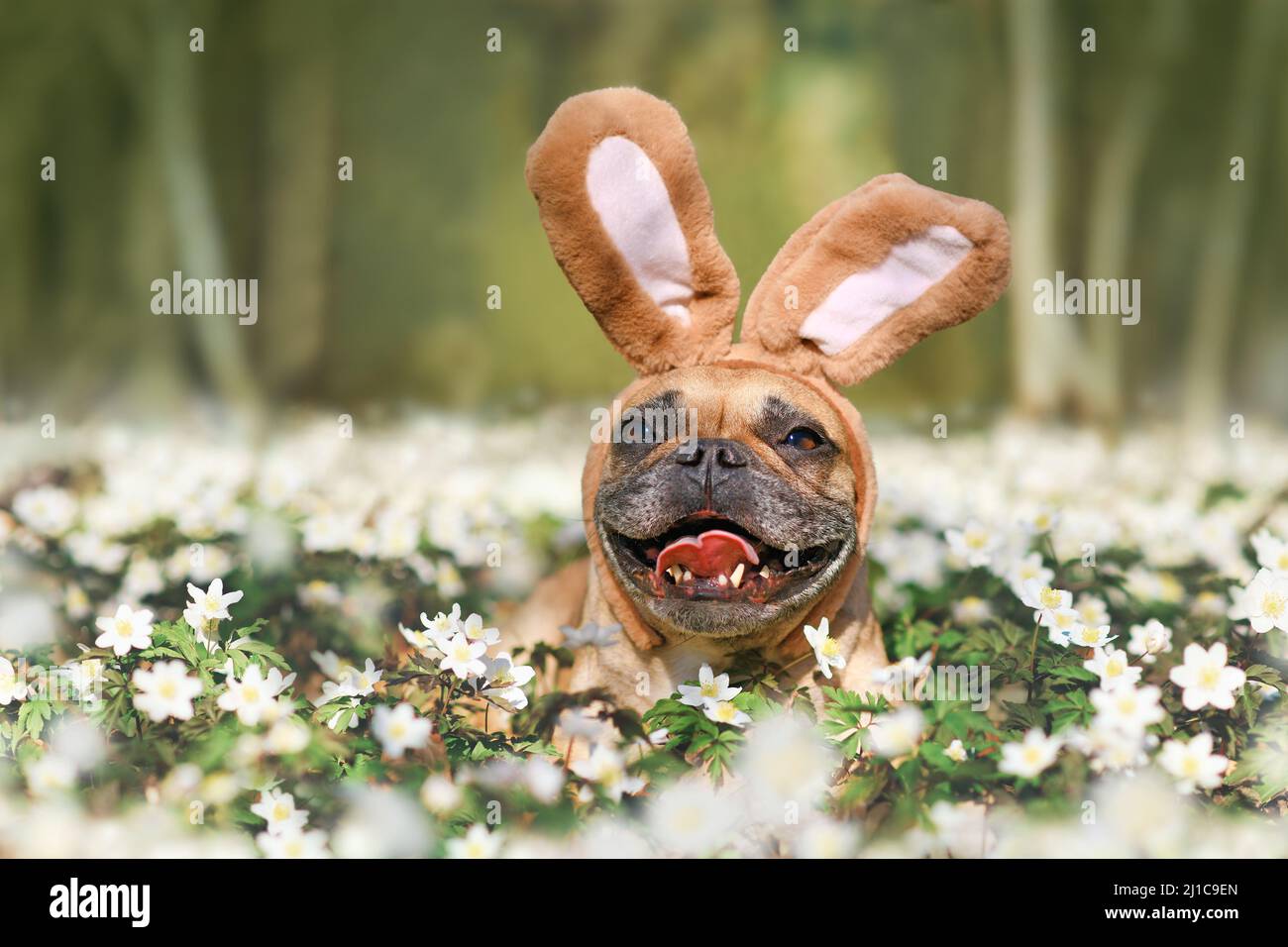 Lächelnder französischer Bulldogge mit Hasenkostüm-Ohren zwischen Frühlingsblumen Stockfoto