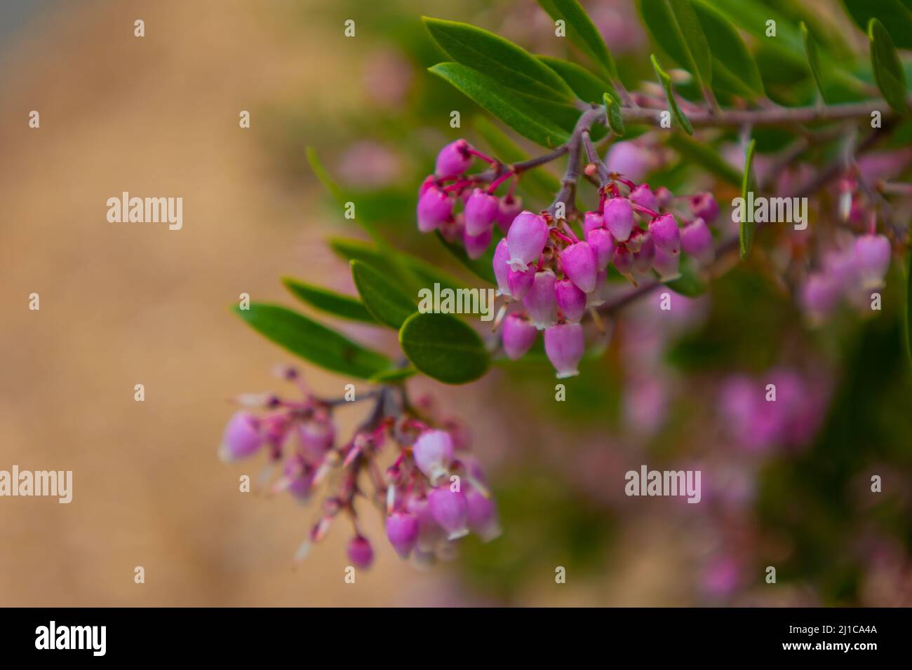 Mit einem verschwommenen Hintergrund finden wir einen oder zwei schöne Buschzweigen, die sich nach außen erstrecken und an den Enden wunderschöne Blumen baumeln lassen, wie umgedrehte Tassen Stockfoto