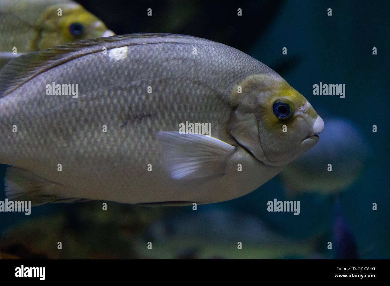 Ein großer, ovaler Fisch, der grau ist und einen gelben Streifen über die Stirn hat, befindet sich in einem riesigen Aquarium. Stockfoto