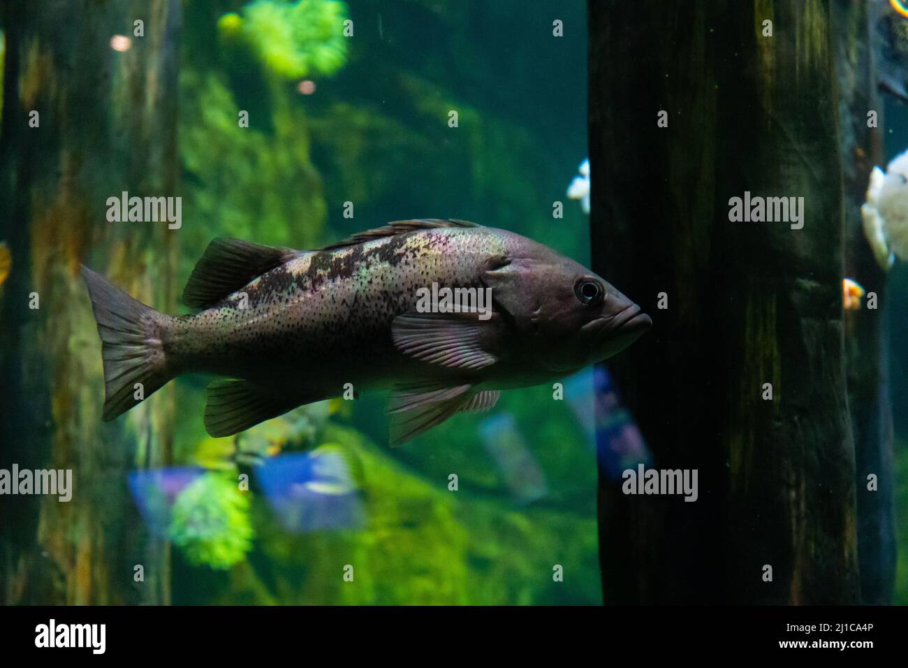 Im Aquarium befindet sich ein großer dunkler Fisch, grau und schwarz in der Farbe. Hinter dem Fisch ist eine größere grüne Ansicht, verschwommen, um die Fische im Fokus zu halten. Stockfoto