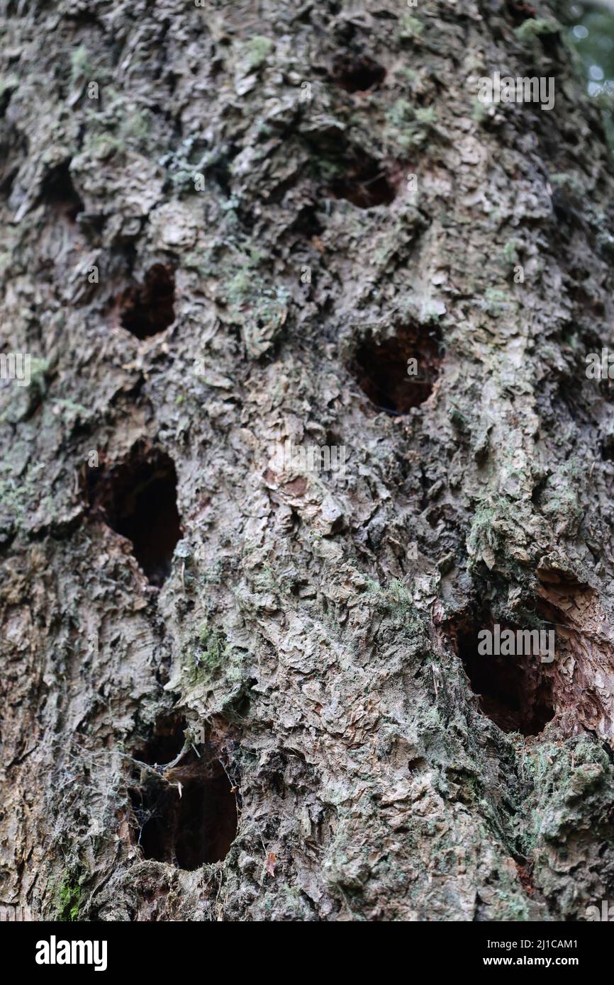 Tiefe Löcher an der Seite des Baumes in einem Muster wie ein Domino. Stockfoto