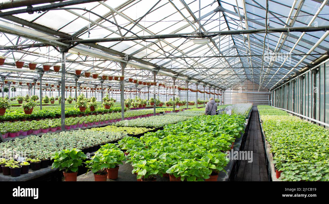 Moskau, Russland, Februar 2022: Im Gewächshaus: Eine riesige Anzahl von Setzlingen. Unter Geraniensprossen und anderen Blumen wählt eine Frau Stockfoto