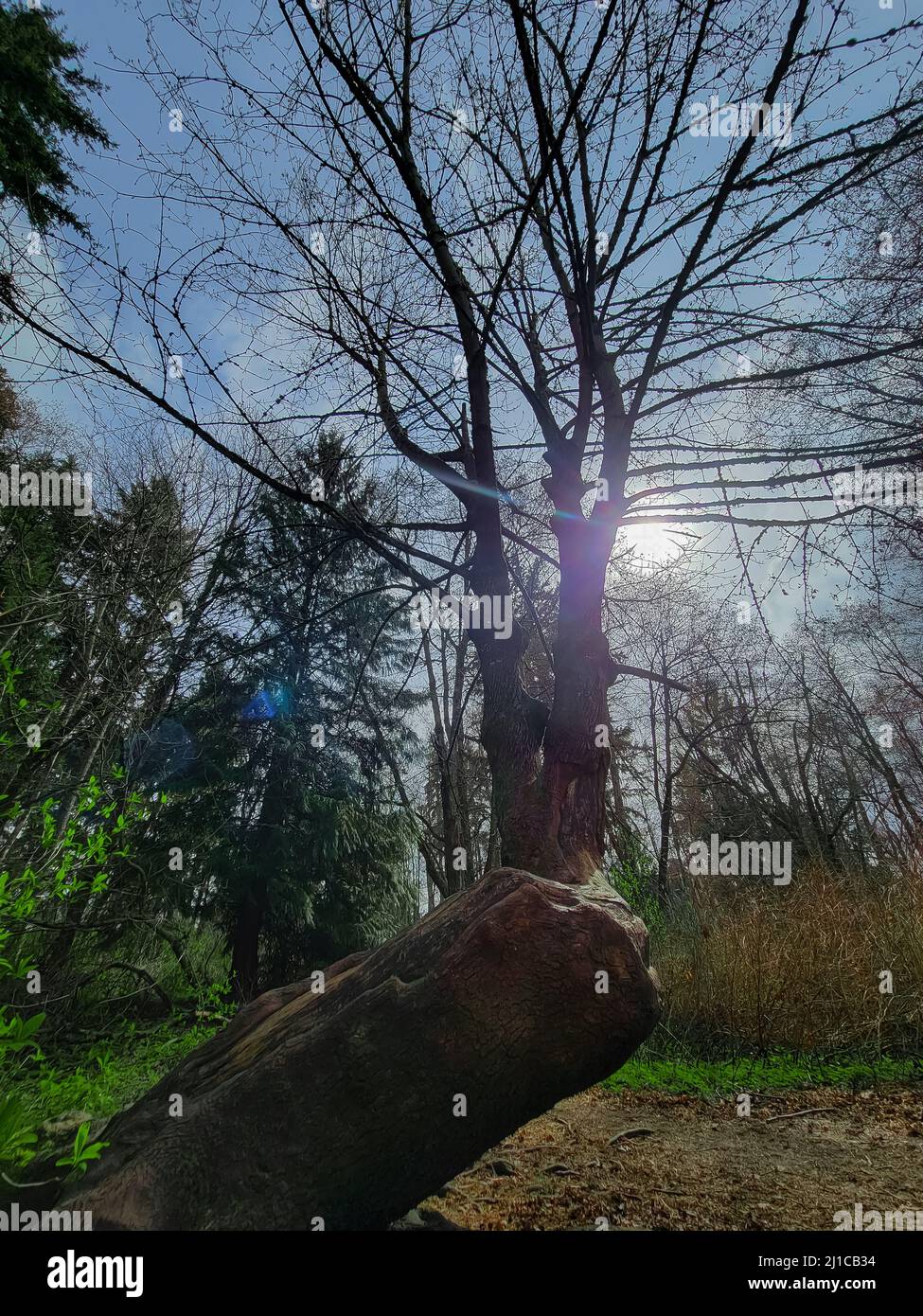 Baum mit seltsamen Stumpf, der sich nach oben zu den Wolken hin ausdehnt. Stockfoto