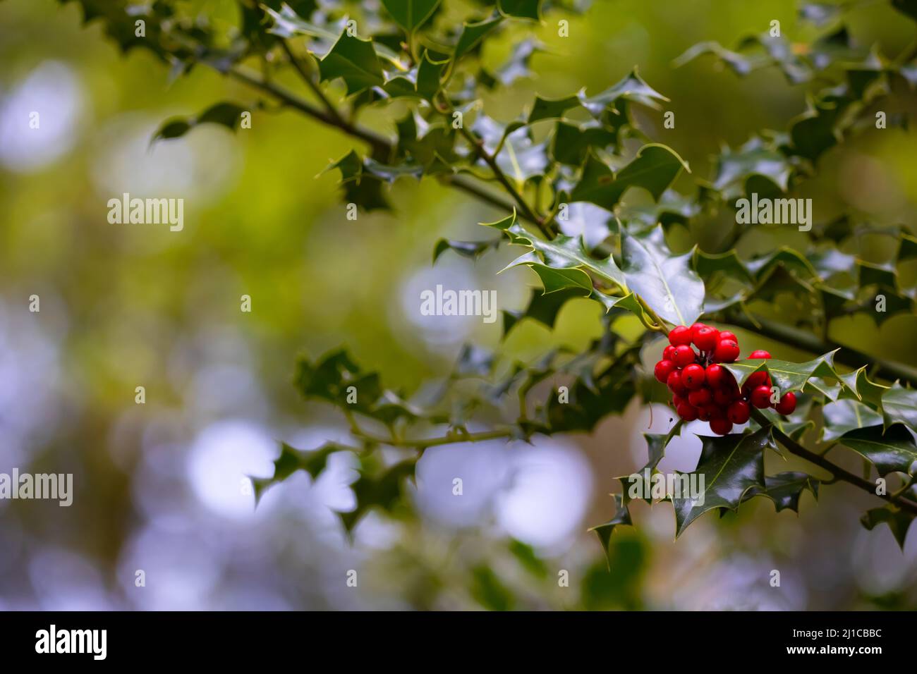 Wunderschöne rote Beeren, die vor grünem Hintergrund an einer Stachelpflanze befestigt sind. Stockfoto