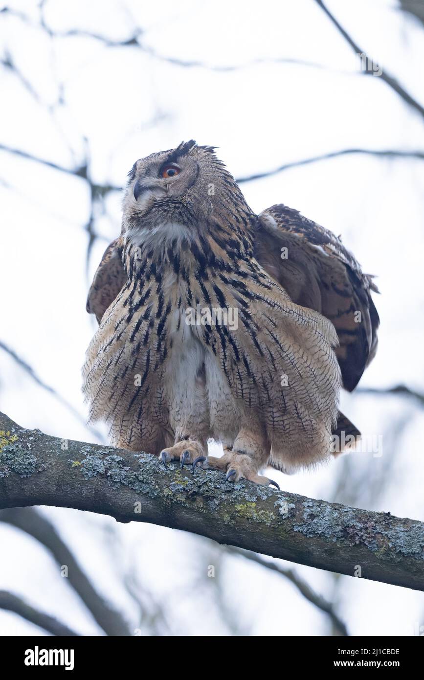 Eurasische Adlereule (Bubo bubo) floh am 2022. März aus Ormesby St. Margaret Norfolk GB UK Stockfoto