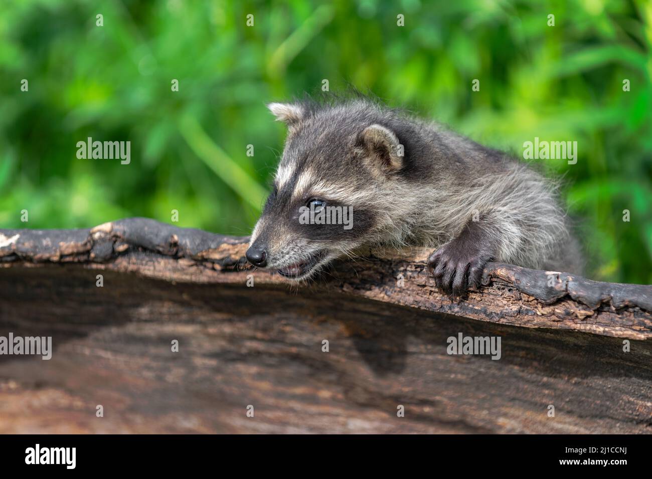 Waschbär (Procyon lotor) lehnt sich über den Holzmund Open Summer - Gefangenes Tier Stockfoto