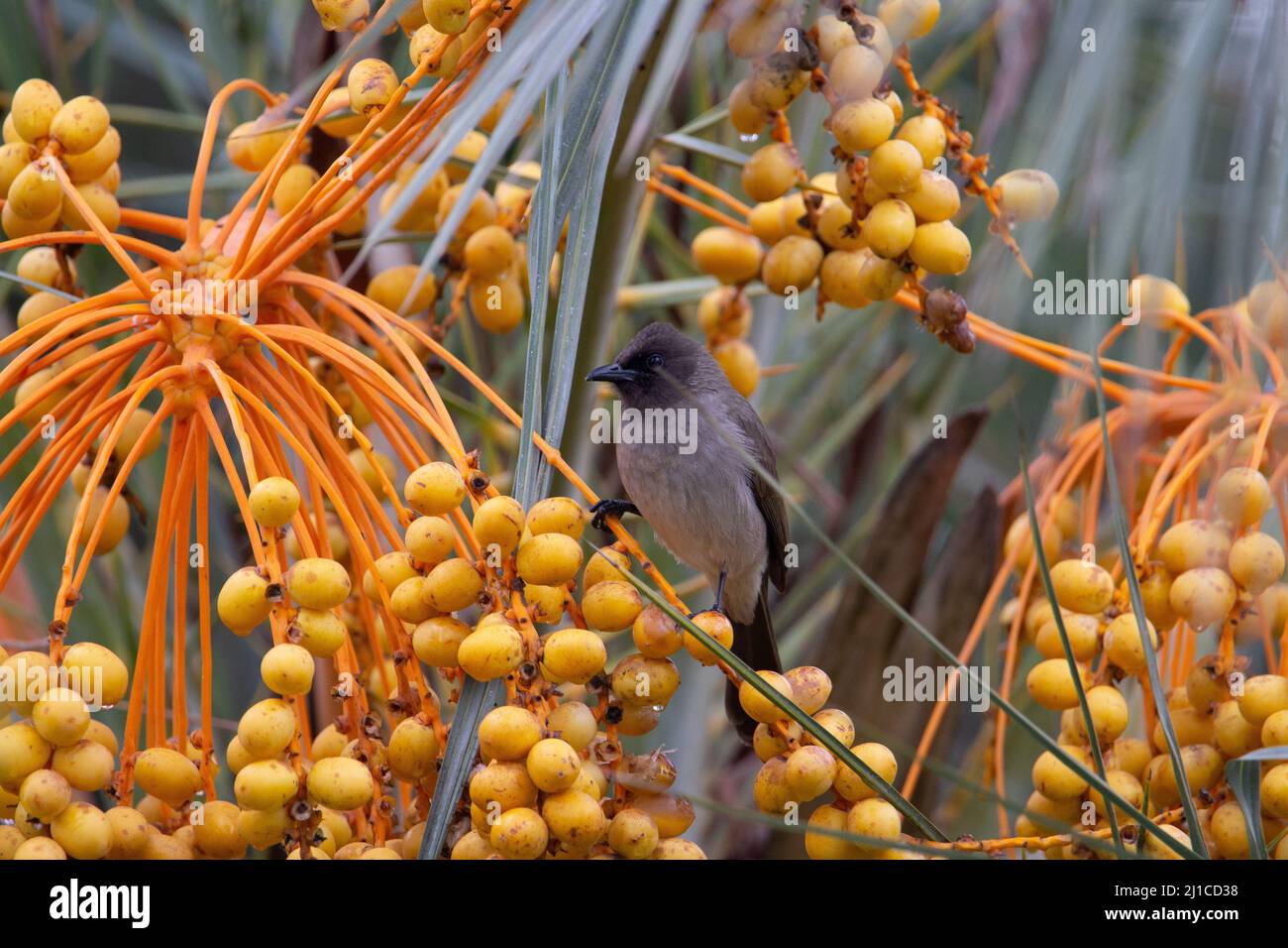 Gemeiner Bulbul (Pycnonotus barbatus) Ein gewöhnlicher Bulbul in einer orangefarbenen Dattelpalme Stockfoto