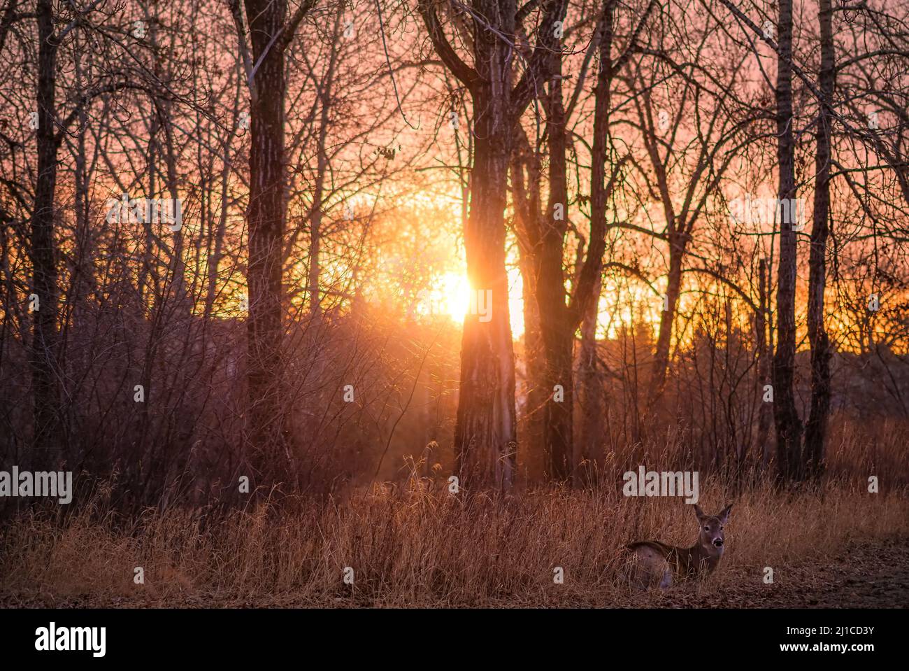 Hirsche liegen in Einem Sunshine Park Stockfoto