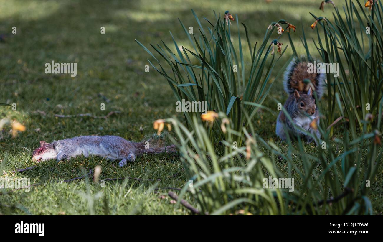 Ein Eichhörnchen ernährt sich, während ein anderes in einem Londoner Park tot liegt. Stockfoto Ein Eichhörnchen ernährt sich, während ein anderes in einem Londoner Park tot liegt. Stockfoto