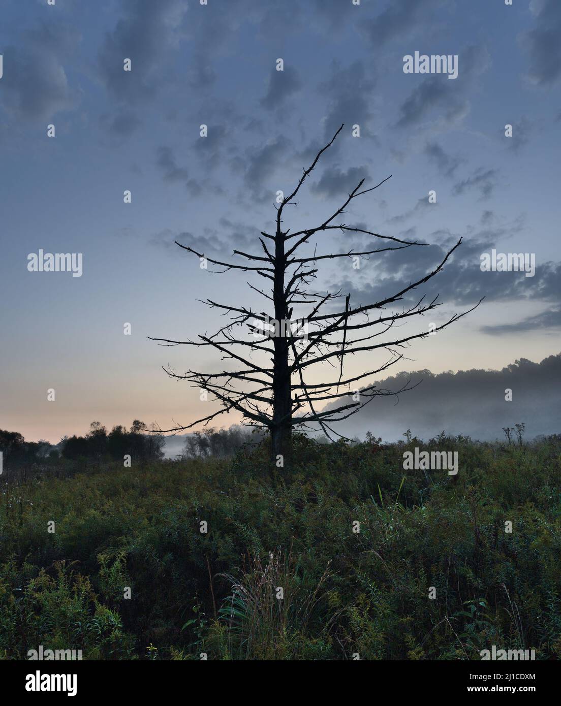Ein Porträtbild eines toten Baumes in einem nebligen Feld am frühen Morgen vor Sonnenaufgang. Stockfoto