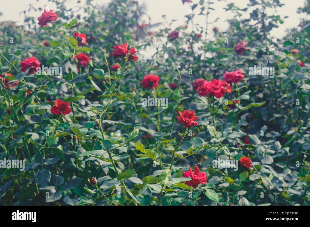 Viele Rosen blühen in einem rosenblühenden Garten Stockfoto