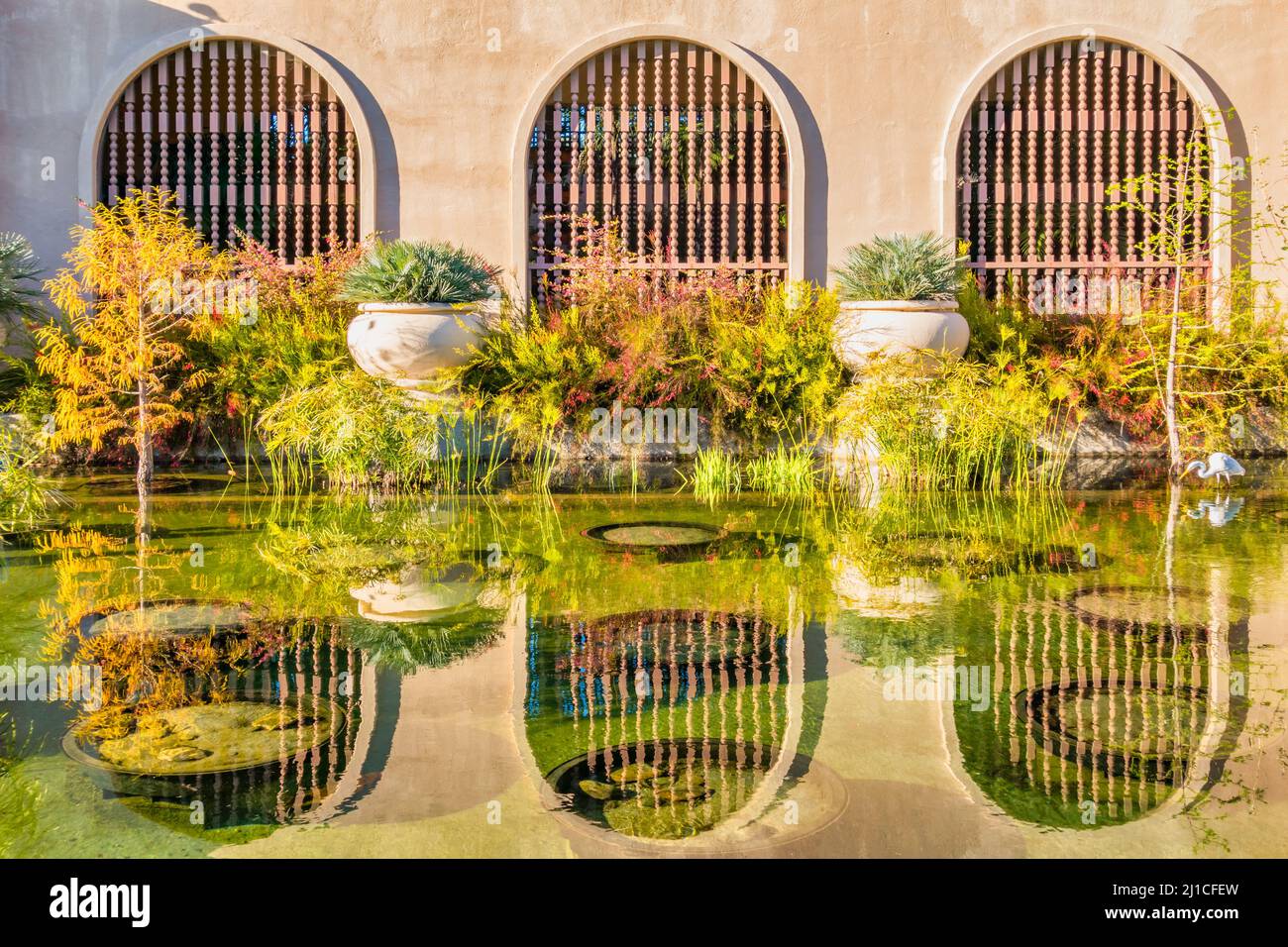 Teich mit Pflanzen in Balboa Park, San Diego, Kalifornien, USA. Stockfoto