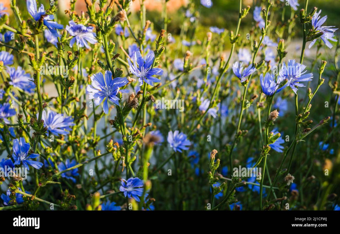 Schöne blau blühende Blüten der Wiesenpflanze Chicory Stockfoto