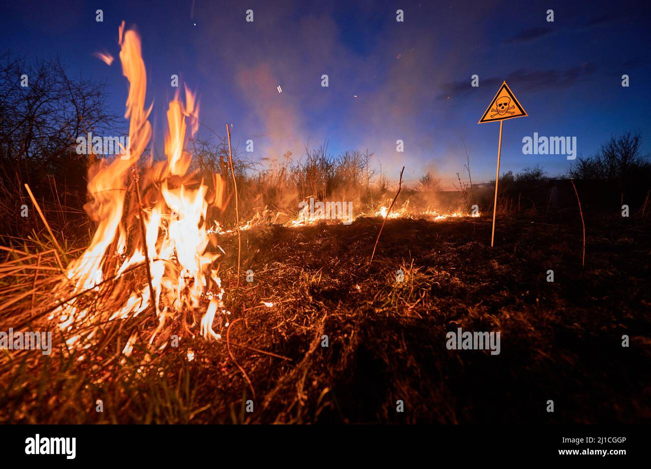 Brennendes trockenes Gras und giftiges Schild in der Nacht. Gelbes Dreieck mit Schädel und Kreuzknochen warnen vor giftigen Substanzen und Gefahr im Feld mit Feuer. Konzept für Ökologie, Gefahren, Naturkatastrophen. Stockfoto