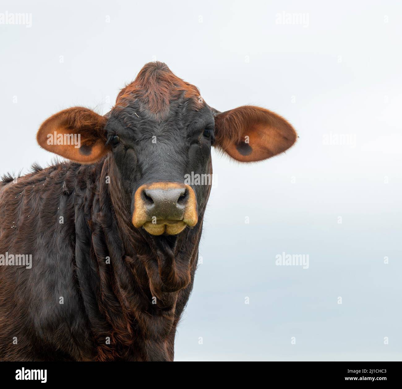 Rinderkuh auf der Weide an einem bewölkten Tag, mit Blick auf die Kamera. Rindervieh-Konzept mit Platz für Kopien. Stockfoto