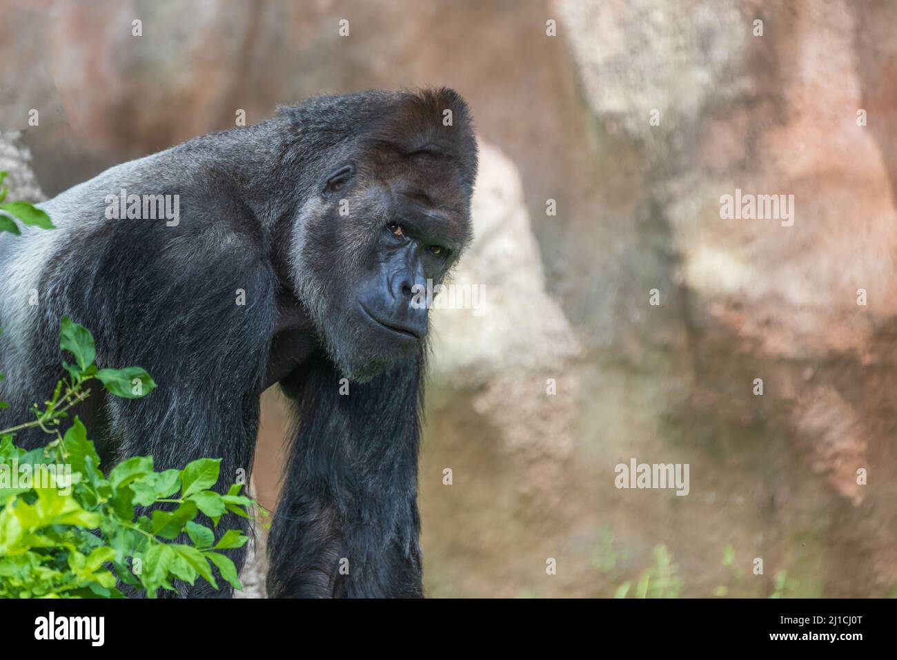 Porträt eines großen schwarzen Gorillas in der Natur. Stockfoto