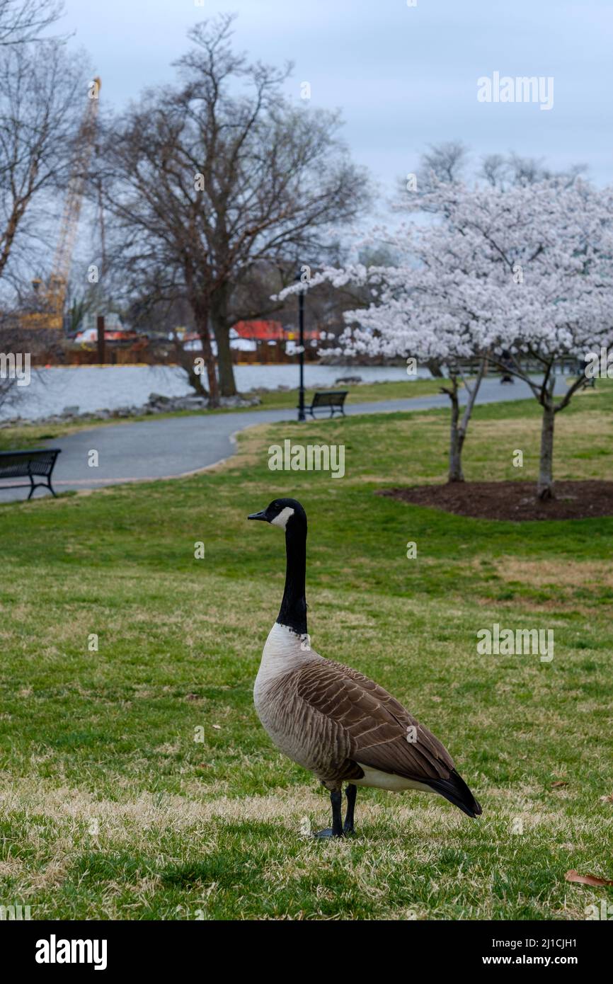 Kirschblüten in Blüte mit Canada Goose Stockfoto