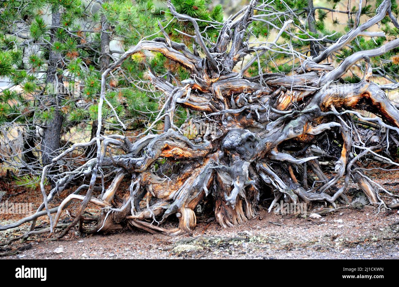 Das große Wurzelsystem wird enthüllt, nachdem der Sturm diesen großen Baum entwurzelt hatte. Verdrehte und knarrte Wurzeln trocknen und vergehen im Yellowstone National Park. Stockfoto