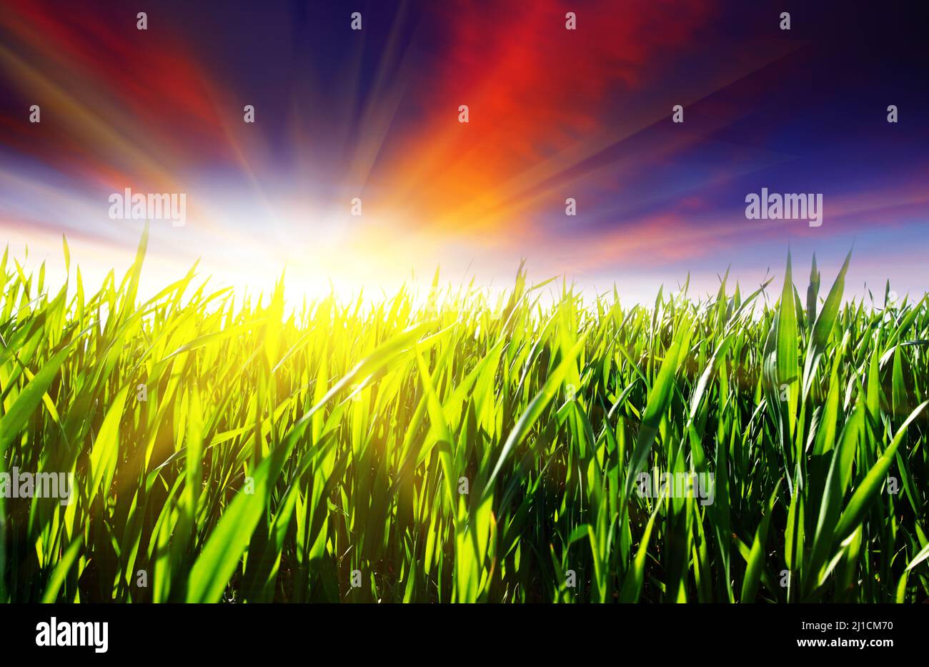 Schöner Sonnenuntergang über Feld mit grünem Gras Stockfoto