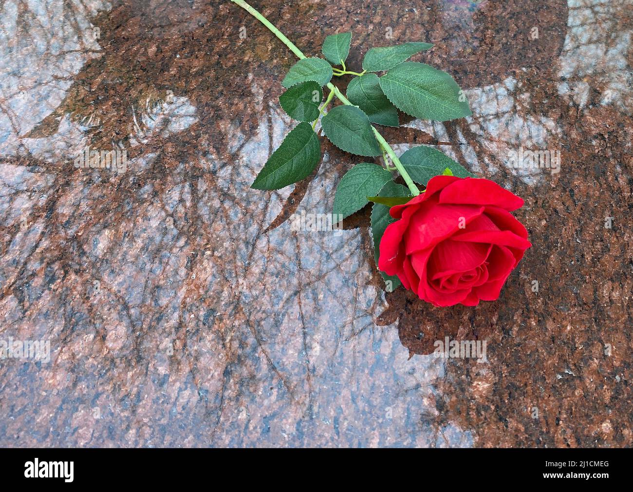 Rote Rose auf rotem Granit Stockfoto