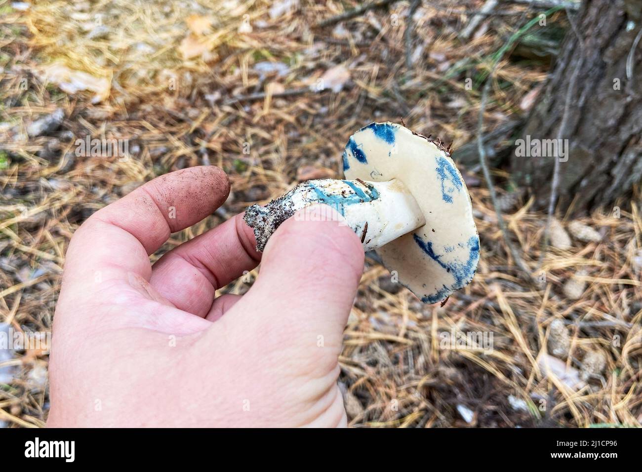 Gyroporus cyanescens. Saison der Pilze im Wald. Männliche Hand hält die frischen, leckeren Pilze. Natur des Herbstwaldes. Stockfoto