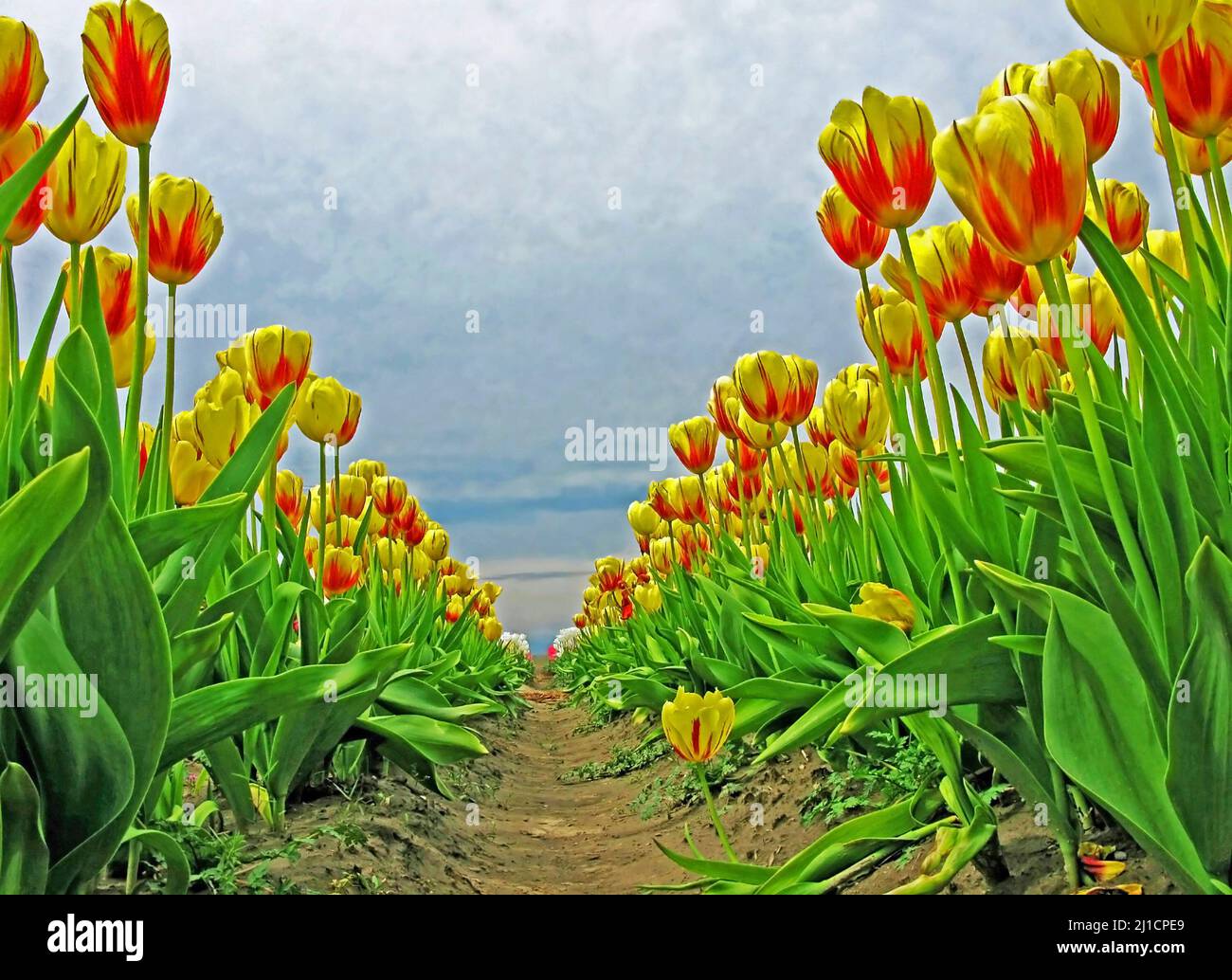 Tulpenreihen - Bodenansicht - mehrere Tulpenreihen, die vom Boden aus gegen einen dunklen, bewölkten Himmel fotografiert wurden Stockfoto
