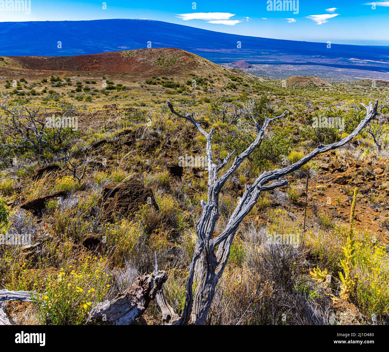 Krauskegel und vulkanische Landschaft des Mauna Kea mit dem Gipfel des Mauna Loa in the Distance, Hawaii Island, Hawaii, USA, Stockfoto