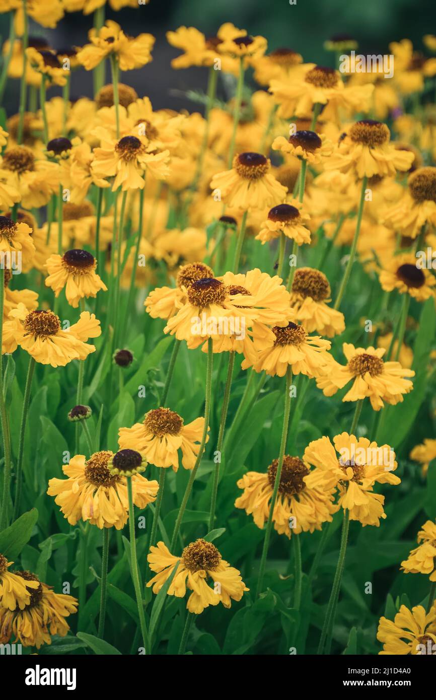 Gelber floraler natürlicher Hintergrund. Gelbe Blüten im grünen Sommerrasen. Fotos in geringer Schärfentiefe mit Unschärfen. Stockfoto
