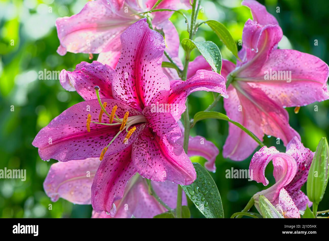 Nahaufnahme einer rosa Asiatischen Lilie (Lilium) nach einem Regen. Stockfoto