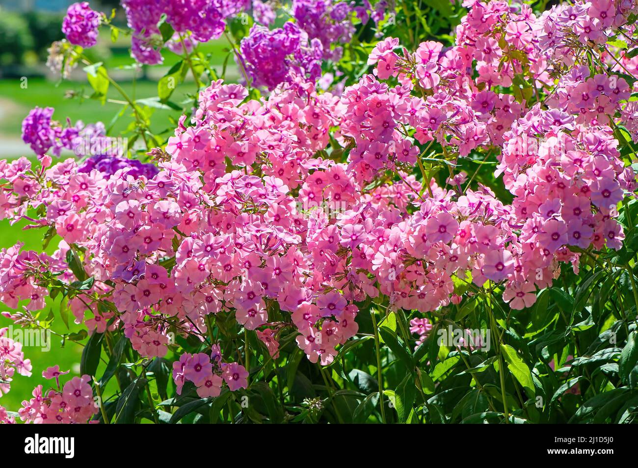 Pink Garden Phlox (Phlox paniculata). Stockfoto