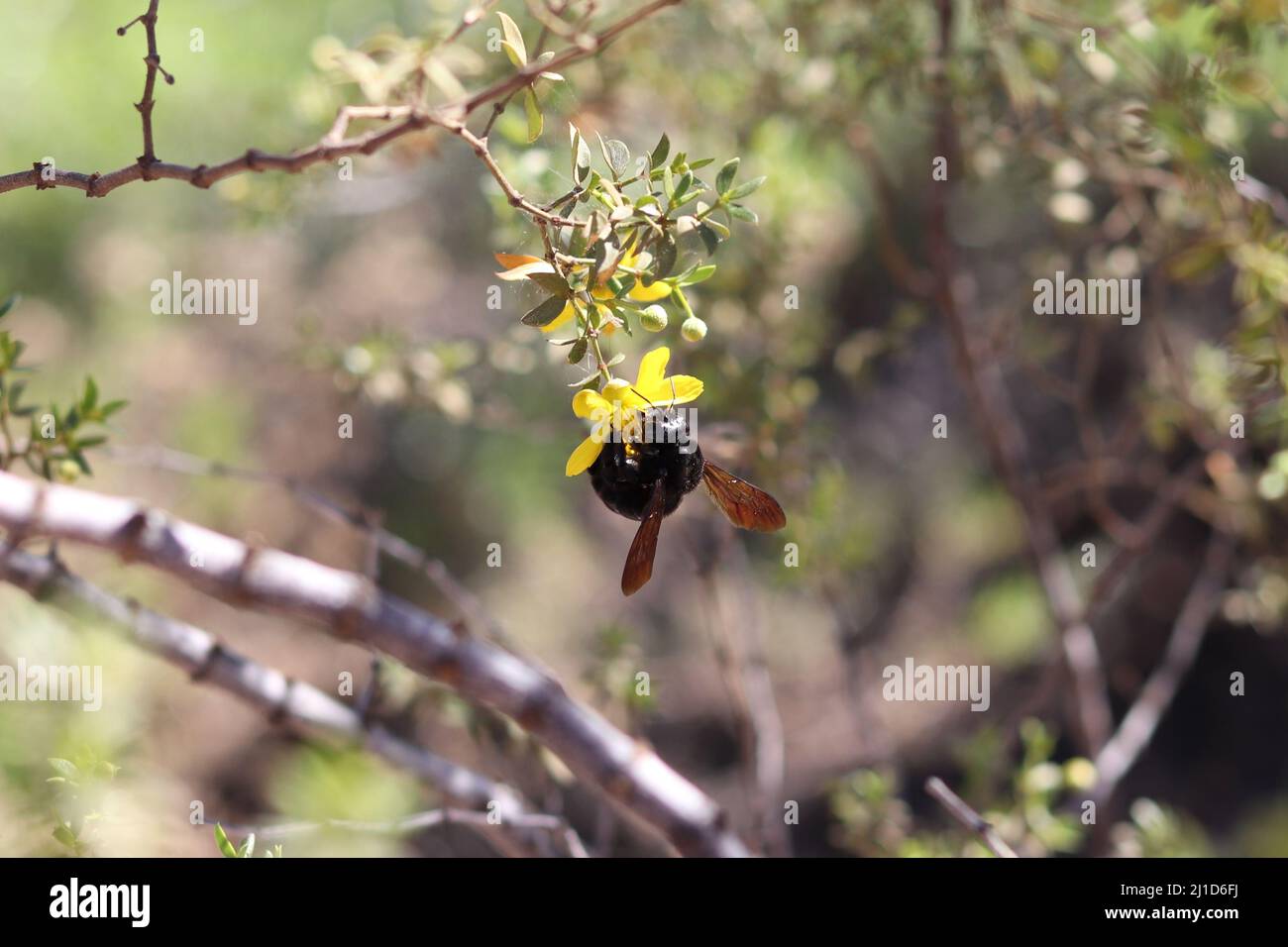 Westliche Zimmermannsbiene oder Xylocopa calofornica, die sich auf einer Kreosoten-Blüte auf der Wasserfarm am Südarm in Arizona ernährt. Stockfoto