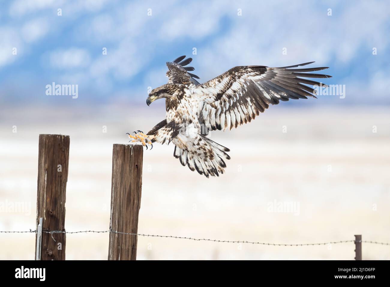 Jungnadeladler (Haliaeetus leucocephalus), der seine Krallen ausstreckt, da er auf einem Zaunpfosten landen wird Montana, USA Kontakt: Info@greggar Stockfoto
