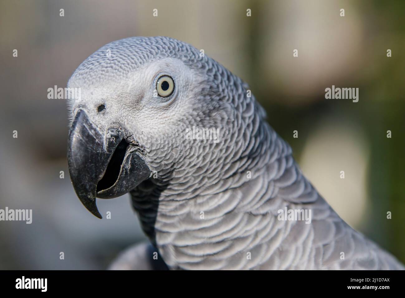 Afrikanischer Graupapagei (Psittacus erithacus) Nahaufnahme der Graupapagei ist ein mittelgroßer, überwiegend grauer, schwarzschnabeliger Papagei. Stockfoto