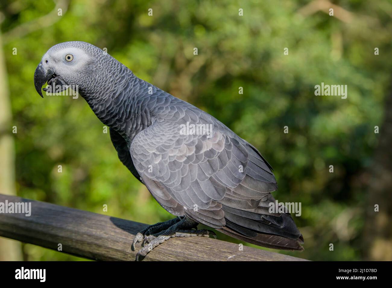 Afrikanischer Graupapagei (Psittacus erithacus) Nahaufnahme der Graupapagei ist ein mittelgroßer, überwiegend grauer, schwarzschnabeliger Papagei. Stockfoto