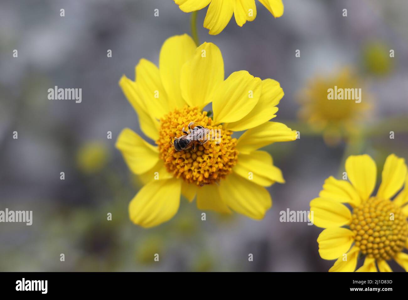 Kleine Biene, die sich auf einer Bristol-Pinselblume auf der Riparian Preserve Water Ranch in Arizona ernährt. Stockfoto