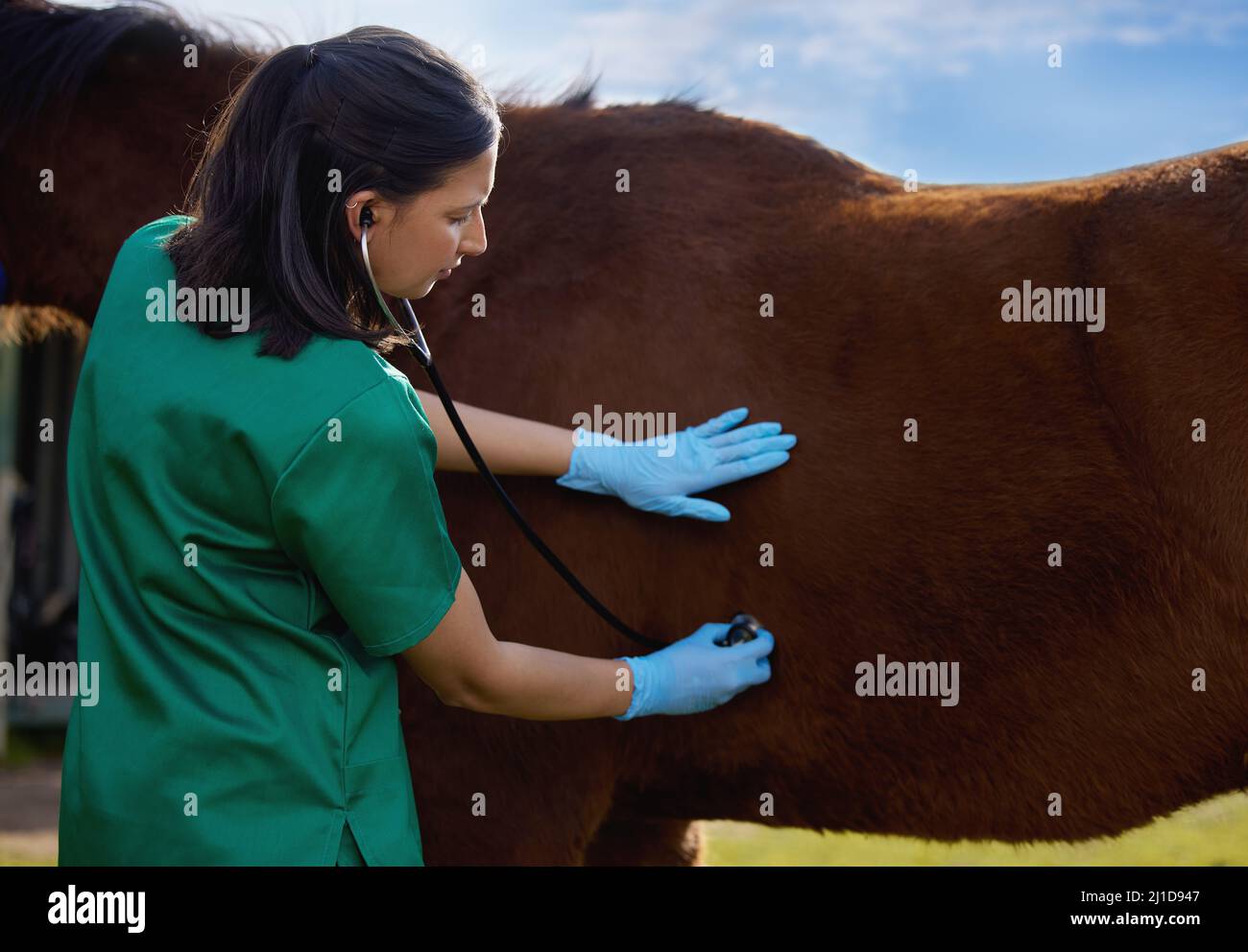 Tierärzte gelten seit langem als Hüter des Tierschutzes. Aufnahme eines jungen Tierarztes, der eine Untersuchung auf einem Pferd auf einer Farm macht. Stockfoto