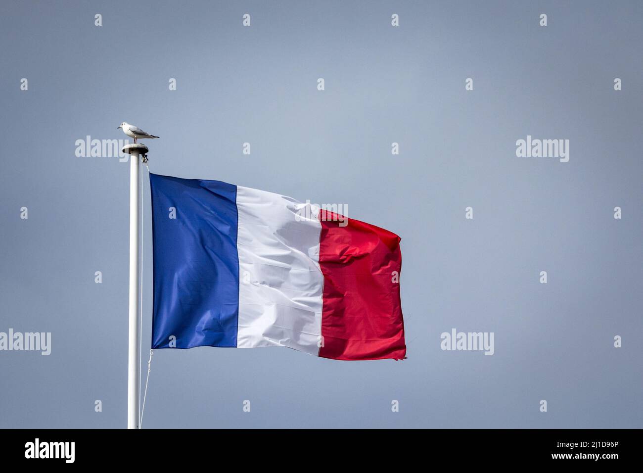 Bild einer französischen Flagge, die in der Luft winkt, mit einem Vogel, einer Möwe, die darauf steht. Die Nationalflagge Frankreichs oder Drapeau francais ist eine dreifarbige Fla Stockfoto