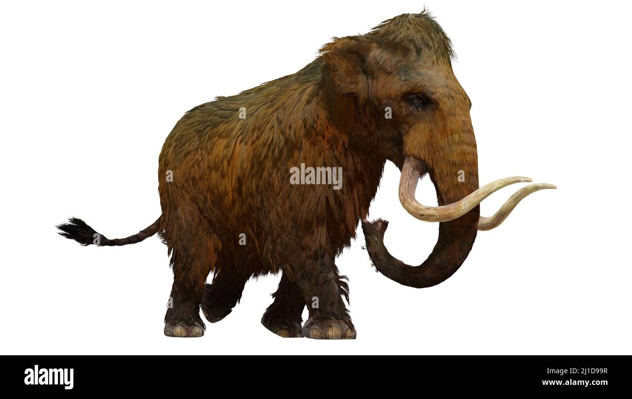 Eine 3-D-Illustration eines Woolly Mammuts auf weißem Hintergrund. Stockfoto