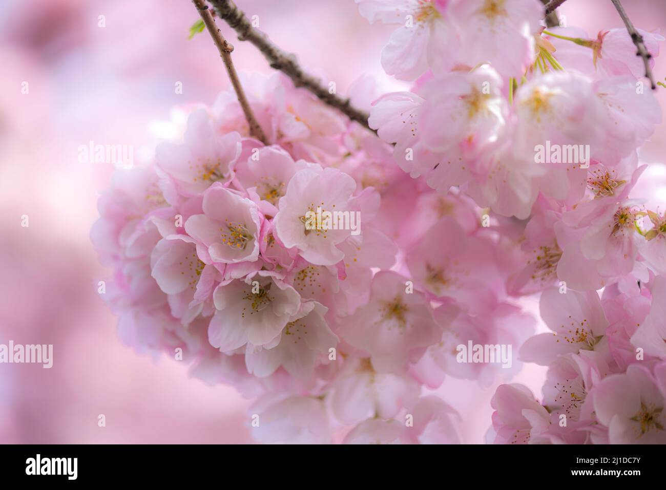 Zarte, weich blühende rosa Frühlingskirschblüten Stockfoto