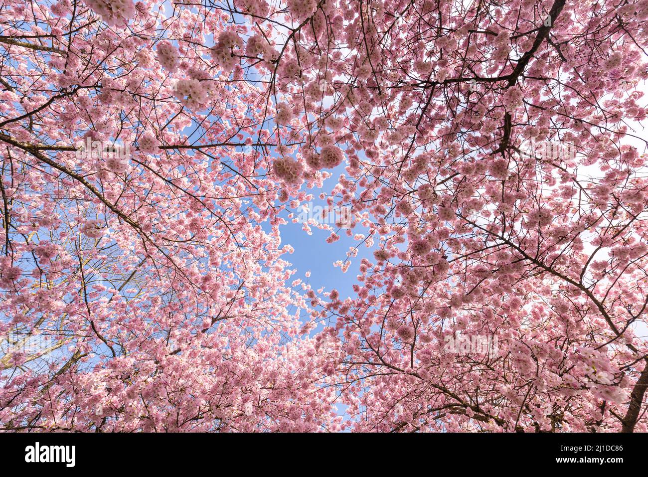 Der Blick auf die blühenden rosa Frühlingskirschen blüht an einem schönen Tag am blauen Himmel Stockfoto