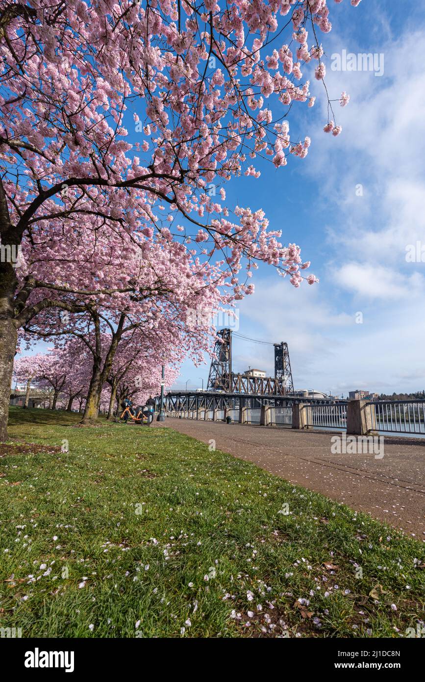 Kirschblüten am Ufer von Portland, Oregon, mit Steel Bridge Stockfoto