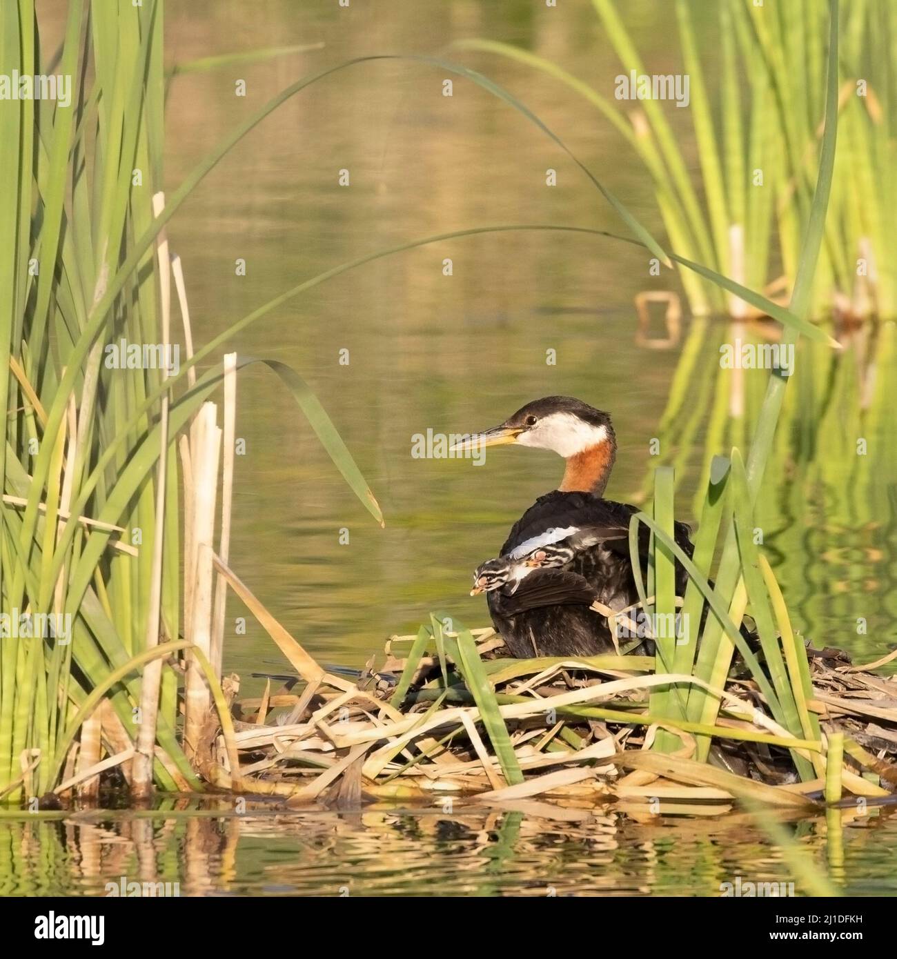 Rothalsige Grebe-Mutter mit zwei kleinen Küken auf dem Rücken auf einem Nest aus Rattanblättern in einem Teich, Kanada. Podiceps grisegena, Typha latifolia Stockfoto